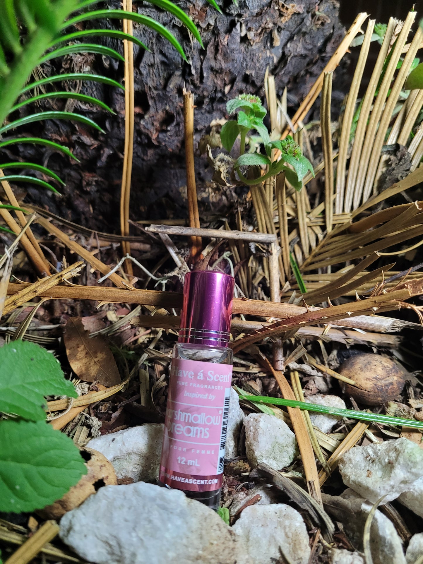 Marshmallow Dreams (W)